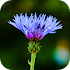 Blur Image - DSLR focus effect1.17