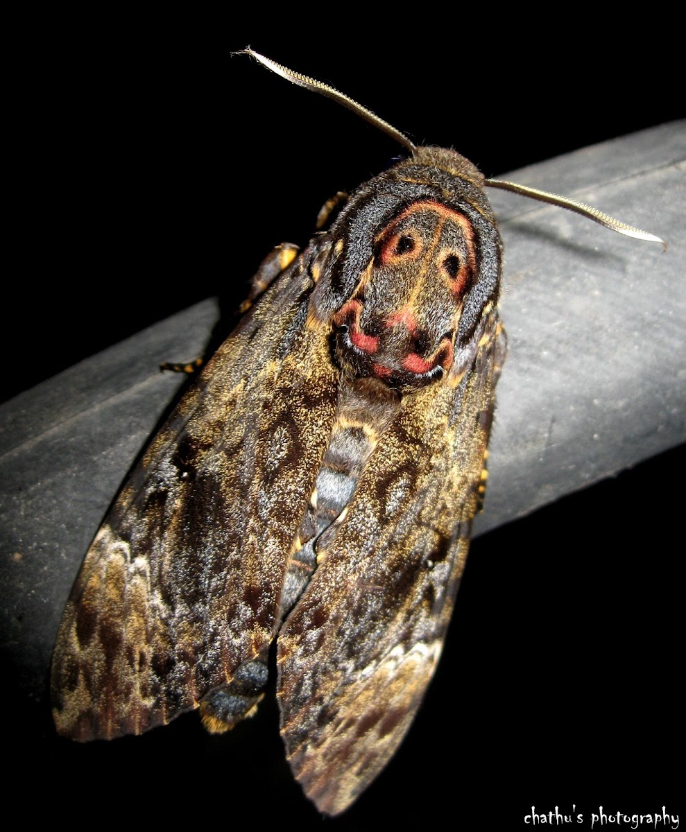 Greater Death’s Head Hawkmoth