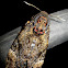 Greater Death’s Head Hawkmoth
