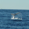 Hump-back whale