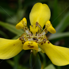 Propeller Flower by Arri Alkatiri - Flowers Flowers 2011-2013