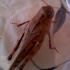 Carolina grasshopper
