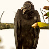 Black Vulture / Zopilote