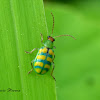 Banded Cucumber beetle