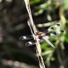 Twelve-spotted Skimmer (male)