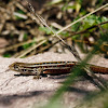 Lagartija Esbelta (Hembra) / Jewel Lizard (Female)