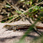 Lagartija Esbelta (Hembra) / Jewel Lizard (Female)