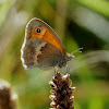 Small Heath