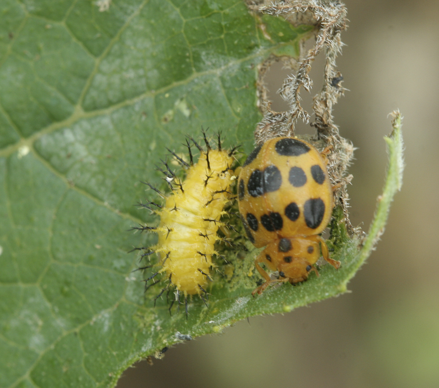 Mexican bean beetle