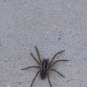 Big Brown Spider