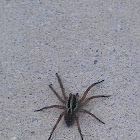Big Brown Spider