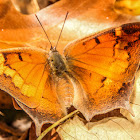 Goatweed Leafwing