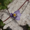 Ivy-leaved toadflax