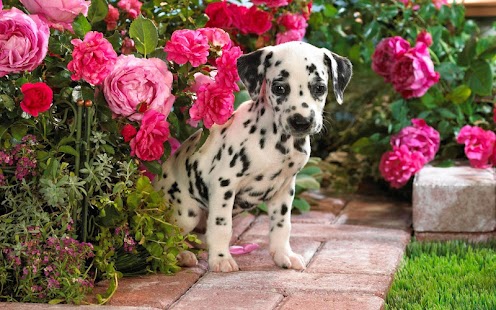 Puppy Live Wallpaper Screenshots 5