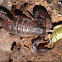 Northwest Forest Scorpion