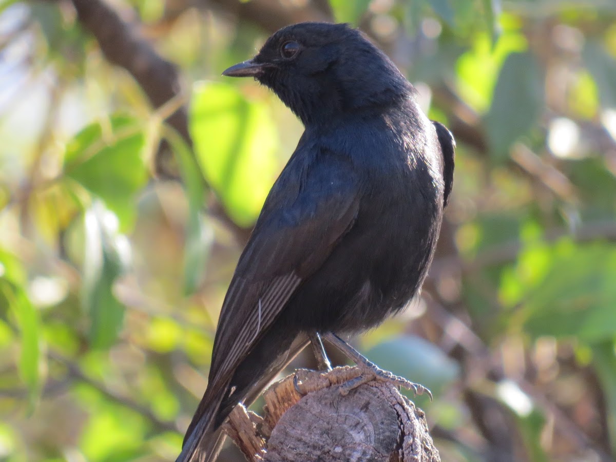 Southern black flycatcher