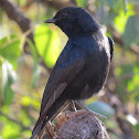 Southern black flycatcher