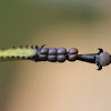 Green Milkweed Locust (Macros) or African Bush Grasshopper