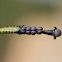 Green Milkweed Locust (Macros) or African Bush Grasshopper