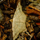 Birch angle moth