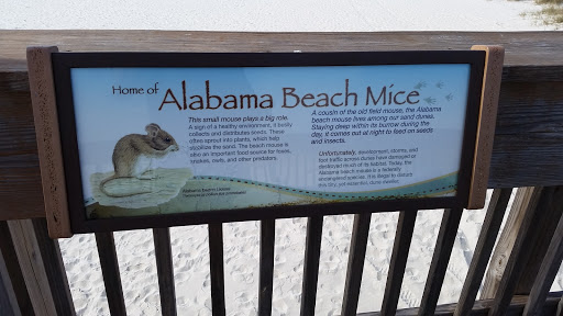 Home of Alabama Beach Mice 