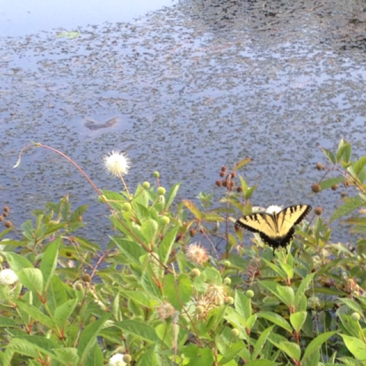 Eastern Tiger Swallowtai