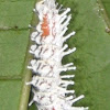 Atlas Moth caterpillar (1 or 2 instar)