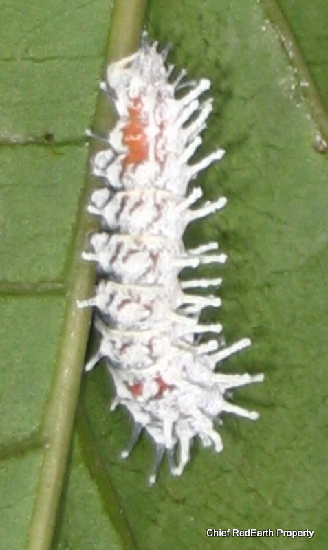 Atlas Moth caterpillar (1 or 2 instar)