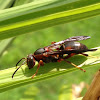 Mud dapper wasp