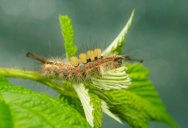 Rusty tussock moth caterpillar