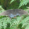Eastern Tiger Swallowtail (Black Morph)
