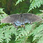 Eastern Tiger Swallowtail (Black Morph)