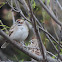 Lark Sparrow (pair)