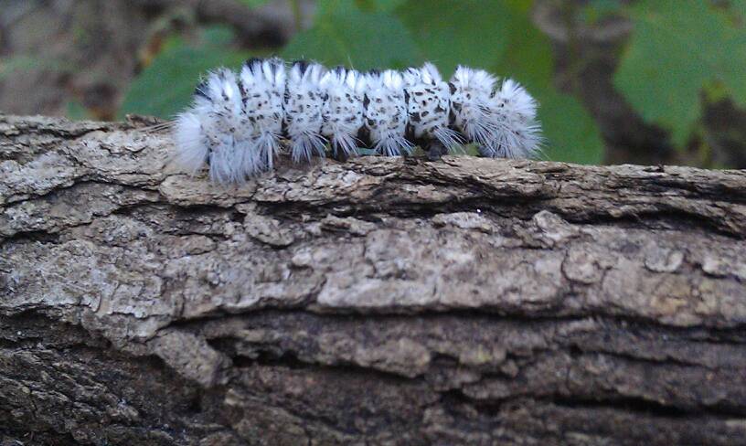 Hickory Tussock Moth