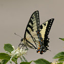 Canadian Tiger Swallowtail Butterfly
