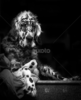 by Andrew Lawlor - Black & White Animals