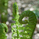 Ostrich Fern