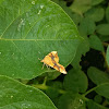 Barred yellow moth