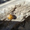 Ten-spotted Ladybird / Žuta bubamara 10 točaka
