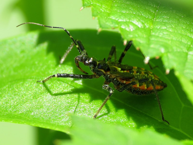 Small Red Assassin Bug