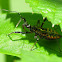 Small Red Assassin Bug