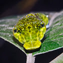 Yellow Helen Caterpillar