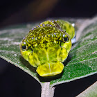 Yellow Helen Caterpillar