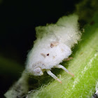 Citrus Flatid Planthopper nymph