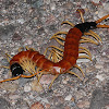 Arizona giant centipede