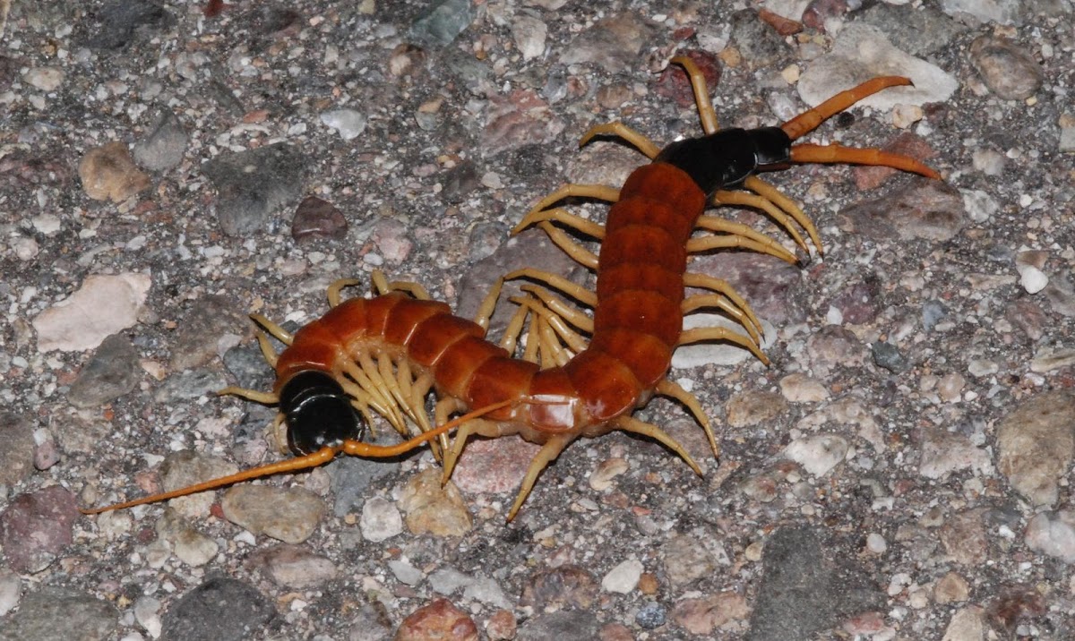 Arizona giant centipede