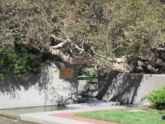 Interior Live Oak With Flowers Project Noah