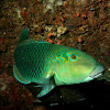 Thicklip Wrasse