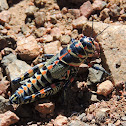 Painted Grasshopper