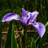 Iris versicolour